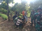 Sinergi TNI dan Warga Wujudkan Lahan Produktif, Satgas TMMD Ke-129 Tanam Pohon Buah di Desa Lhok Panah