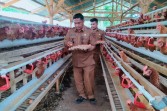 BUMDes Tambak Tinggi Kembangkan Peternakan Ayam Petelur, Produksi Capai 650 Butir per Hari