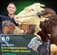 Presiden Prabowo Pilih Sapi dari Juni Fram Sorek Untuk Qurban di Ponpes UAS