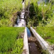 Saluran Irigasi DI Lubuk Pauh Jebol, Anggaran Pemeliharaan Nihil, Ratusan Hektar  Sawah Terancam Kekeringan