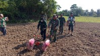 Edukasi Pertanian di TMMD Ke-129, Satgas Kodim 0102/Pidie Gandeng PPL Tingkatkan Produktivitas Lahan Warga