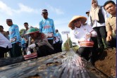 Gerakan Tanam Bawang Putih Serentak, Sungai Penuh Dukung Percepatan Swasembada Nasional