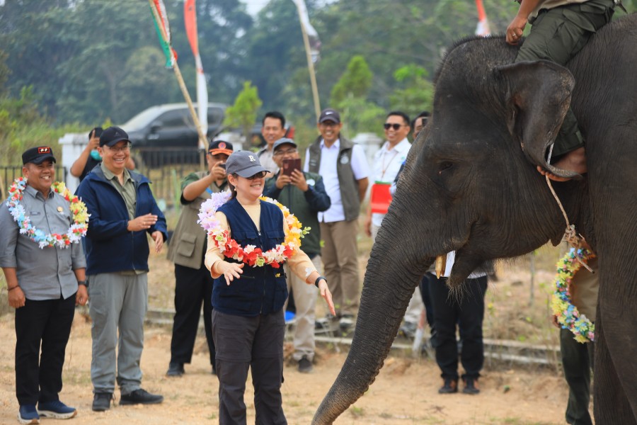 BKSDA Jambi-PROTECT30 Tinjau Upaya Perlindungan Gajah Sumatra di Lanskap Bukit Tigapuluh