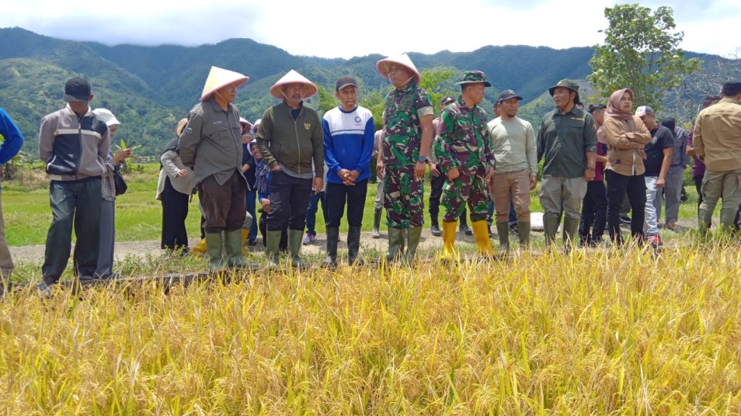 Dukung Program Ketahan Pangan, Dandim 0417/Kerinci dan Bupati Kerinci Panen Padi Bersama