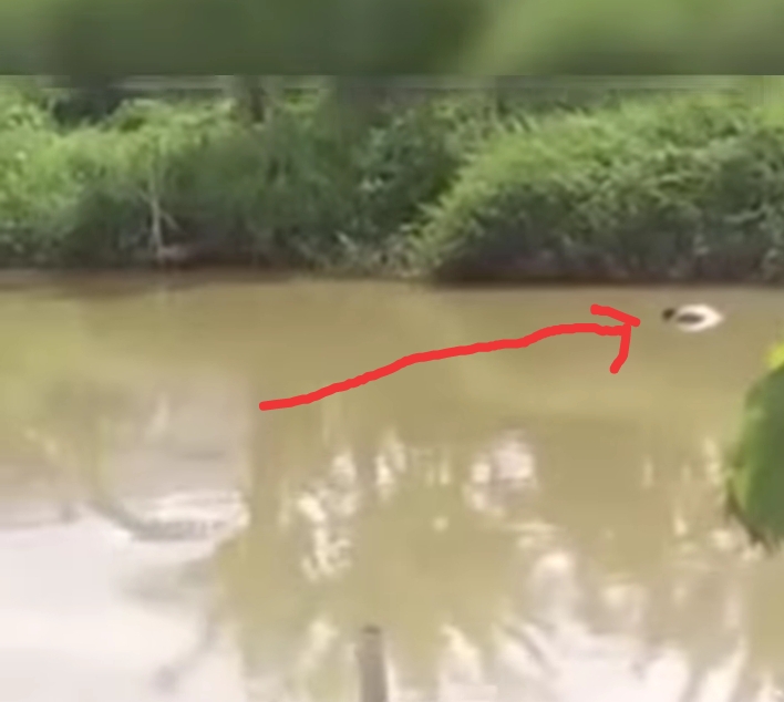 Heboh!! Sosok Mayat Tampa Identitas Mengapung di Sungai Batang Merao