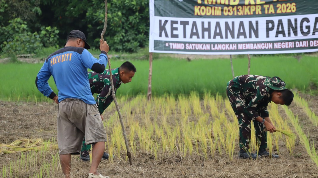 Perkuat Swasembada Pangan Pelosok Desa, Satgas TMMD Ke-129 Kodim 0313/KPR Turun Sawah Tanam Padi di Kuala Panduk