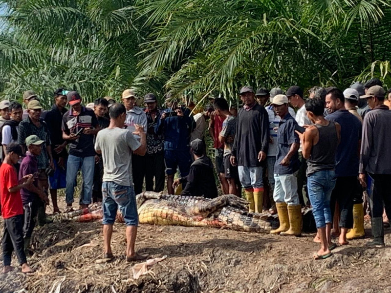 Heboh..! Warga Kuba Rohil Jadi Mangsa Buaya