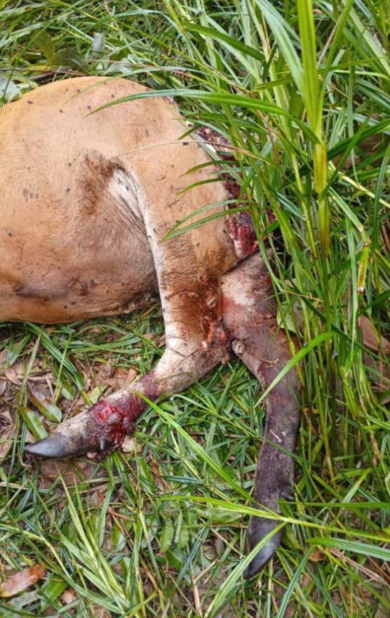 Satu Ekor Sapi Warga Desa Pulau Muda Mati, Diduga Diterkam Harimau