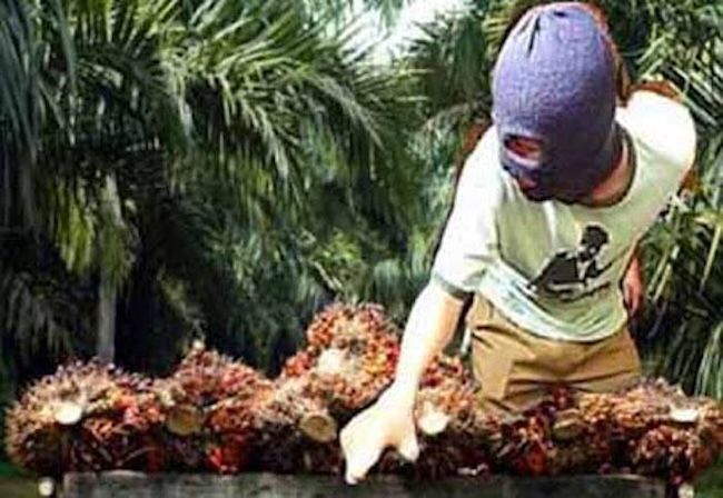 Diduga Curi Sawit, Warga Sungai Bengkal Dilaporkan ke Polda Jambi