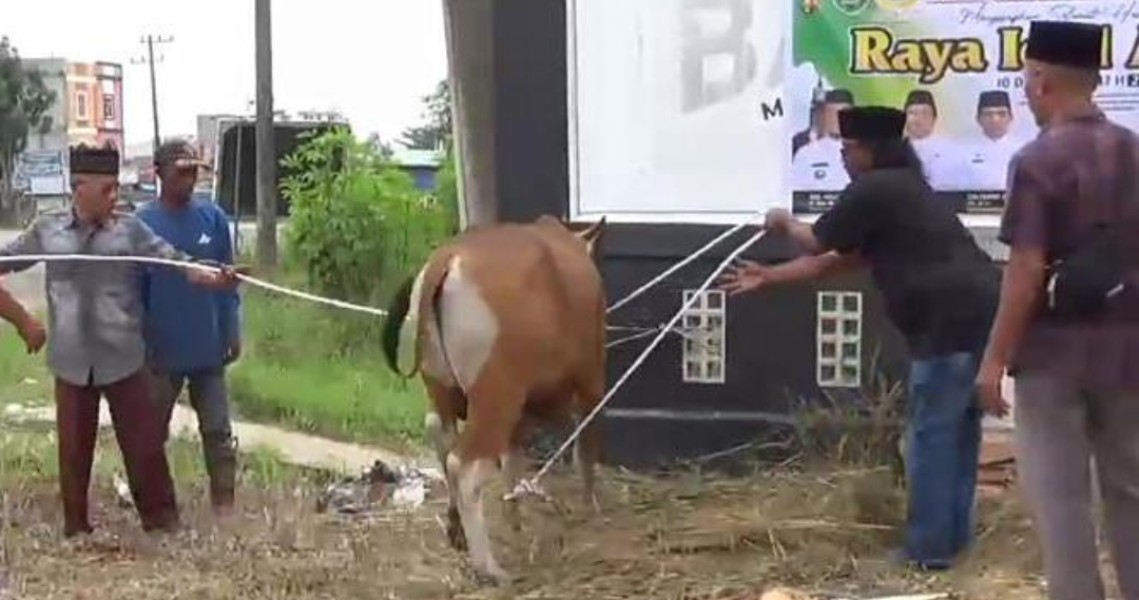 Di Kantor JMSI, Agrinas dan Pemda Inhu Gelar Penyembelihan Hewan Kurban Idul Adha 1447 H