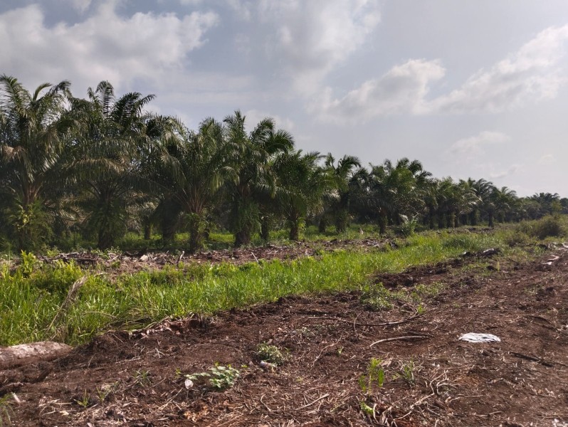 Diduga Beralih ke LC 300, Lahan 300 Hektare Aset Relokasi Bencana Jadi Polemik di Pelalawan
