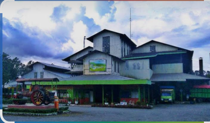 HGU PTPN IV Kayu Aro Berakhir 2027, Kontribusi ke PAD Kerinci Jadi Sorotan