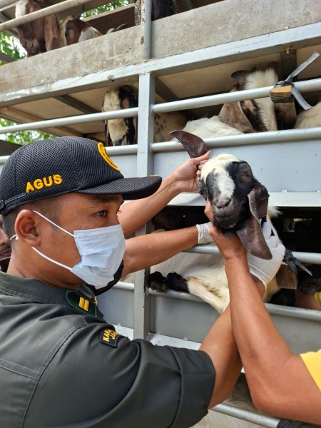 Antisipasi Wabah PPR, Barantin Tingkatkan Pengawasan Lalu Lintas Hewan Ternak di Jambi
