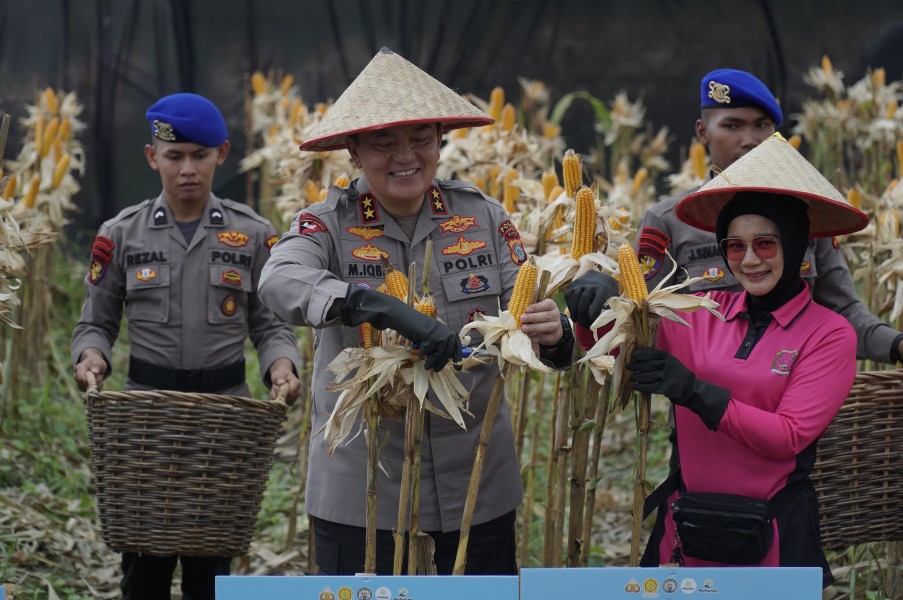 Dukung Ketahanan Pangan, Polda Riau Panen Raya Jagung Tahap I Tembus 156,6 Ton
