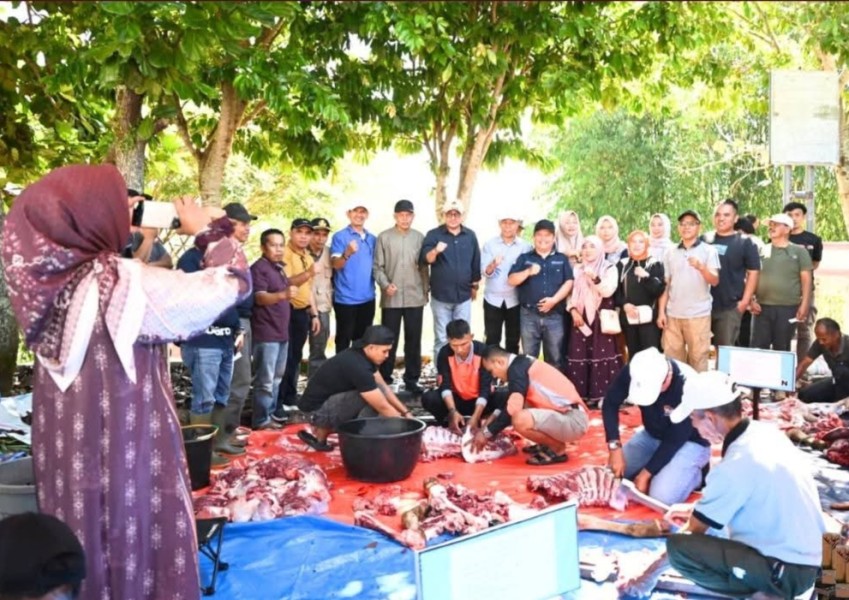 Pemkot Sungai Penuh Gelar Qurban Perdana, 39 Ekor Sapi Disembelih untuk Masyarakat
