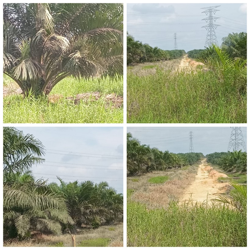 Tak Hanya Tanpa HGU, Warga Pertanyakan Kelengkapan Izin PT Pesawon Raya