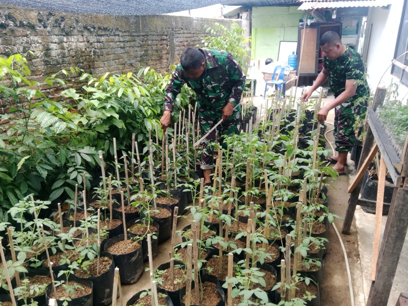 Ubah Lahan Kosong Jadi Produktif, Satgas TMMD Ke-129 Kodim 0102/Pidie Mulai Tanam Bibit Sayuran