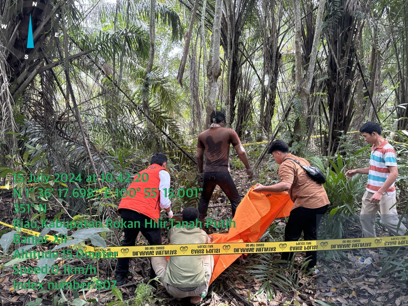 Mayat Tanpa Identitas Tergantung Di Pohon Karet , Hebohkan Warga Rohil