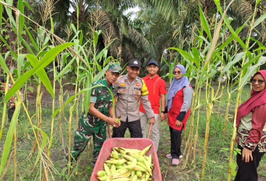 Dukung Program Ketahanan Pangan Pemerintah Pusat, Trimulya Raya Panen Jagung
