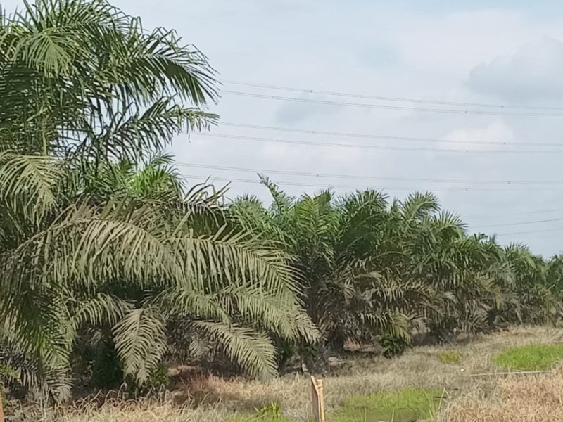 PT Pesawon Raya Tak Kantongi HGU 20 Tahun, Mantan Wakil Ketua DPRD: Mustahil Pemda Tak Tahu