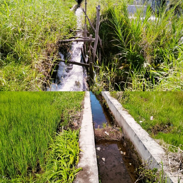 Saluran Irigasi DI Lubuk Pauh Jebol, Anggaran Pemeliharaan Nihil, Ratusan Hektar  Sawah Terancam Kekeringan