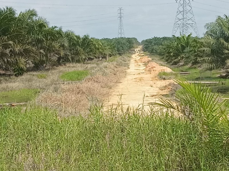 25 Tahun Beroperasi Tanpa HGU, Lemahnya Pengawasan Pemkab Pelalawan Disorot