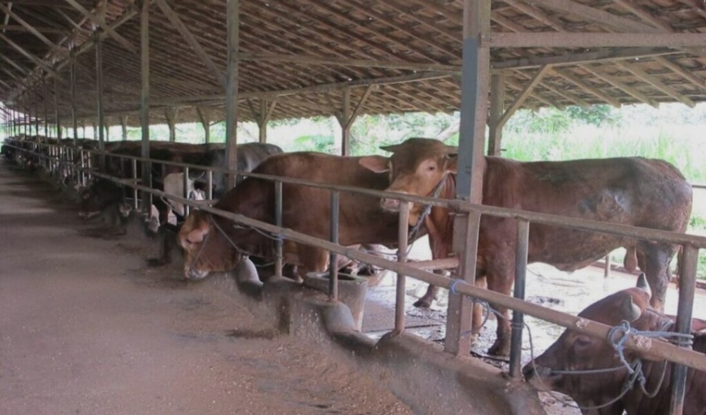 Proyek Bantuan Kandang Sapi dan Kambing Dinas Peternakan dan Perkebunan Kerinci Terkesan Tidak Transparan
